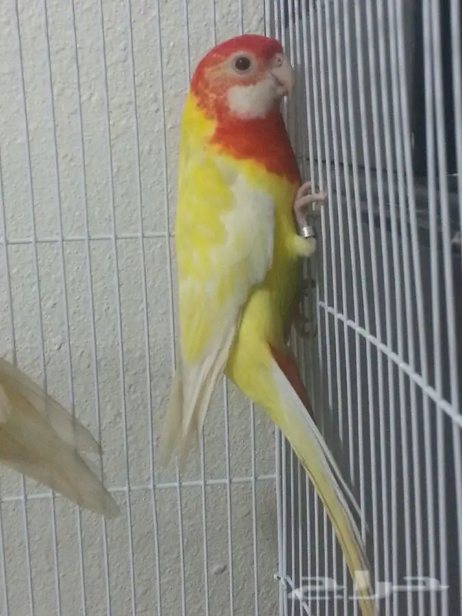 جوز روزيلا الأصيل - فرصة لا تُفوّت! (image 4)