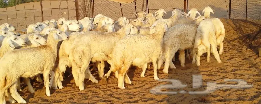 طليان حريه (image 3)