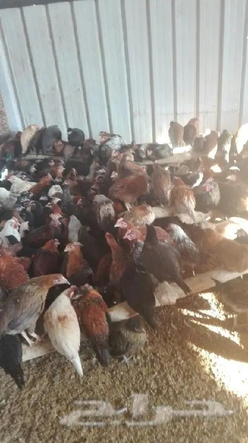 دجاج ممتاز - سعر مميز!