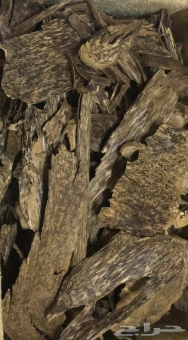 عود لاوسي غابات طبيعيه سوبر ونادر روعه 0