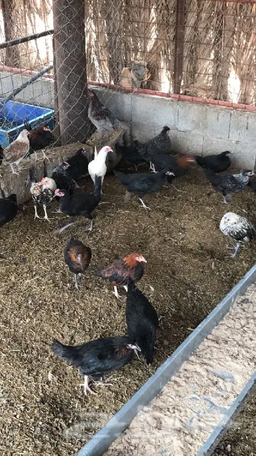 دجاج ممتاز - سعر مميز! (image 3)