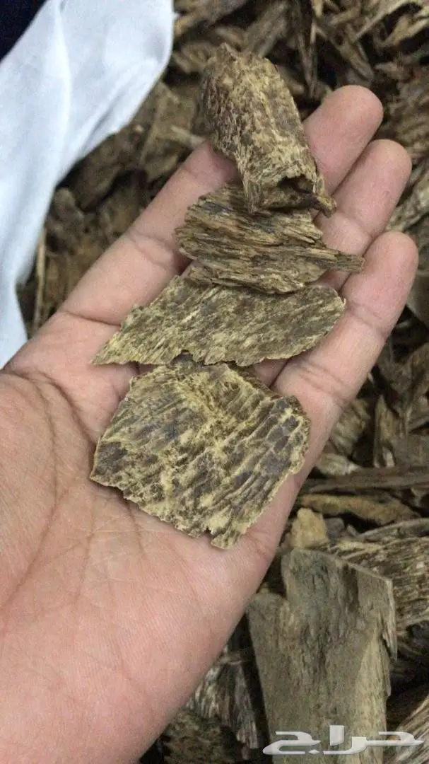 عود لاوسي غابات طبيعيه سوبر ونادر روعه 2