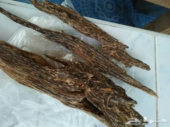 عود لاوسي غابات طبيعيه سوبر ونادر روعه 3