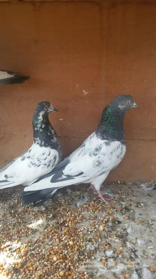 حمام باكستاني (image 2)