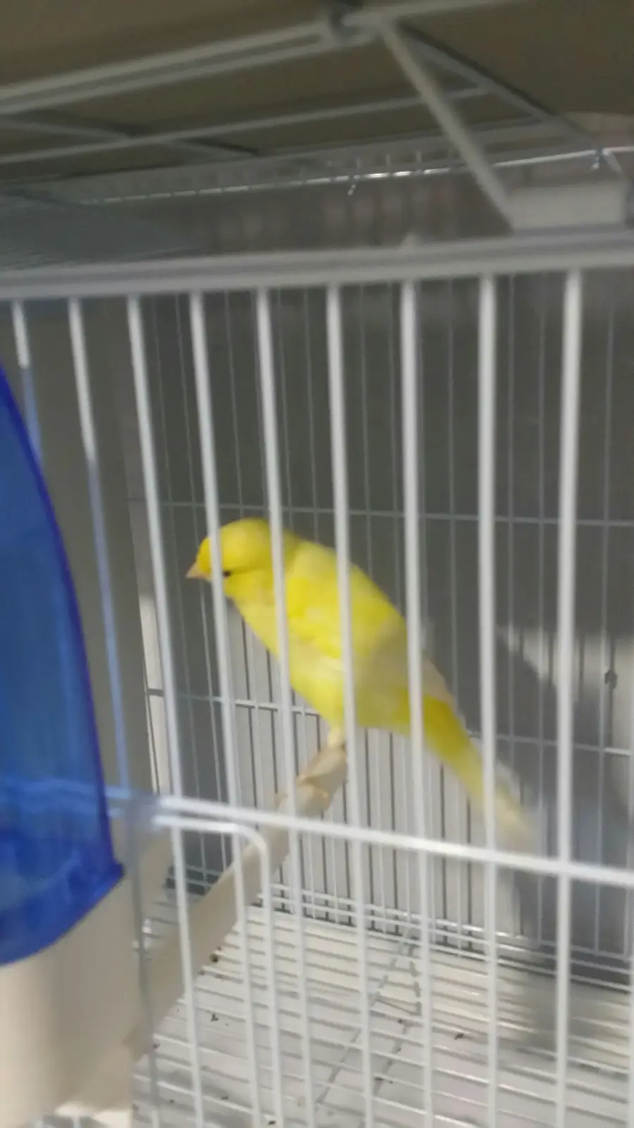 أنثى كنار للبيع  (image 1)