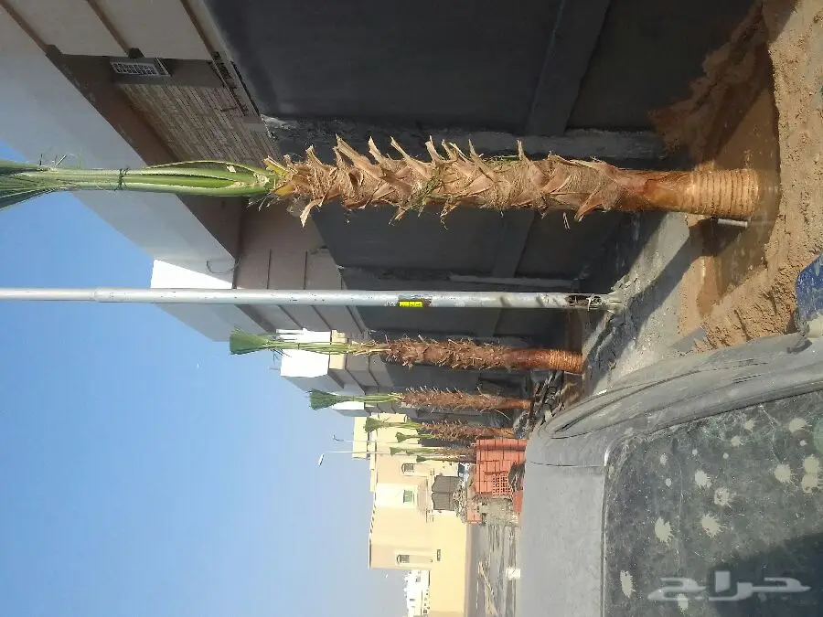 لتوريد انحيل البلدي والواشنطنياء جميع المقاسا (image 3)