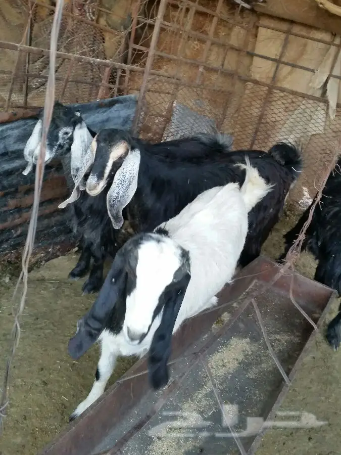 جفرات مميزة للبيع - فرصة لا تُفوّت! (image 3)