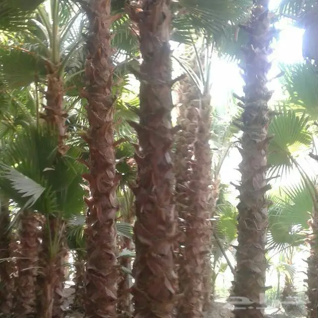 لتوريد انحيل البلدي والواشنطنياء جميع المقاسا (image 1)