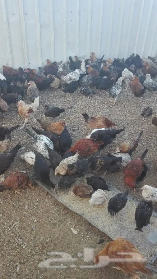 دجاج ممتاز - سعر مميز! (image 2)