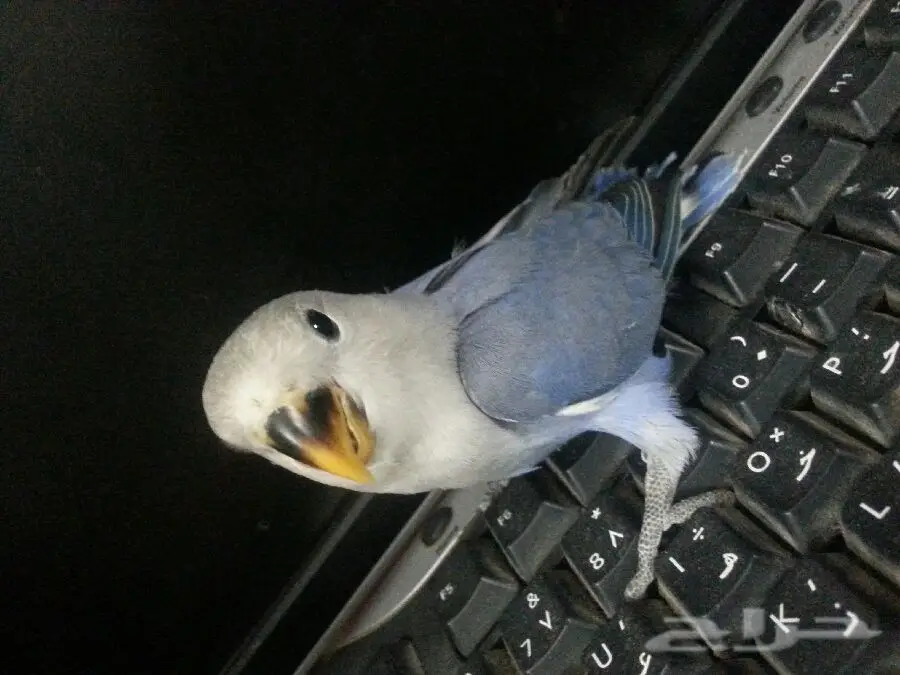 روز هدداليييف (image 1)