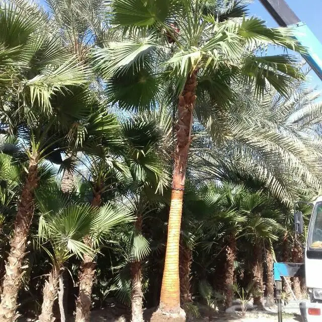 لتوريد انحيل البلدي والواشنطنياء جميع المقاسا