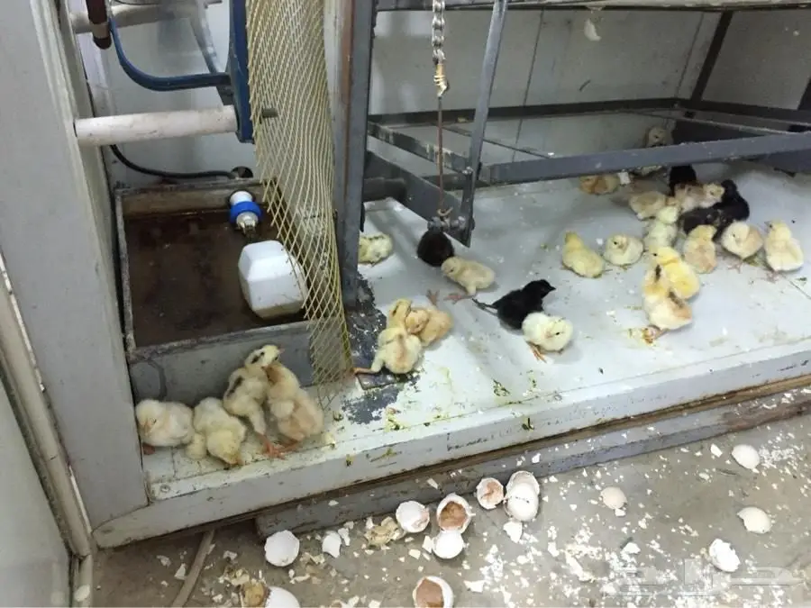 خبراء الفقاسات الأوتوماتيكية - شاركنا خبرتك!