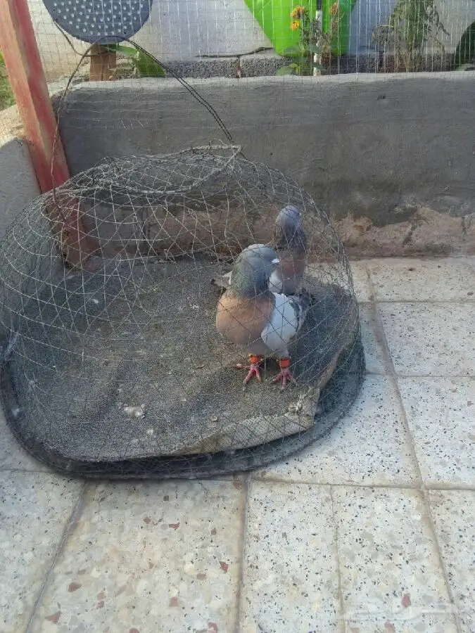 حمام سوري (image 3)