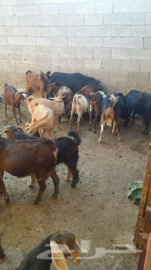 بيع معزى أصيل - فرصة ذهبية! (image 2)