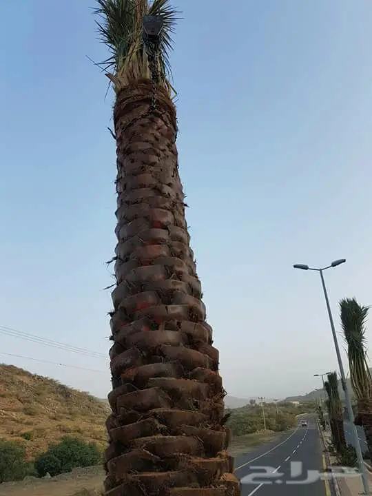 تركيب شبكات النخيل وتوريدها - أسعار مميزة! (image 4)