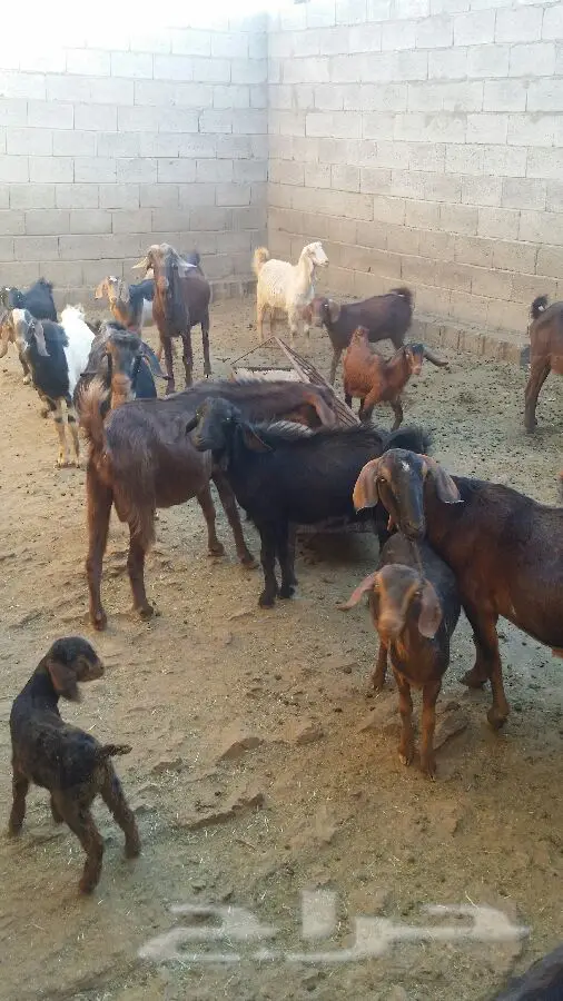 بيع معزى أصيل - فرصة ذهبية! (image 1)