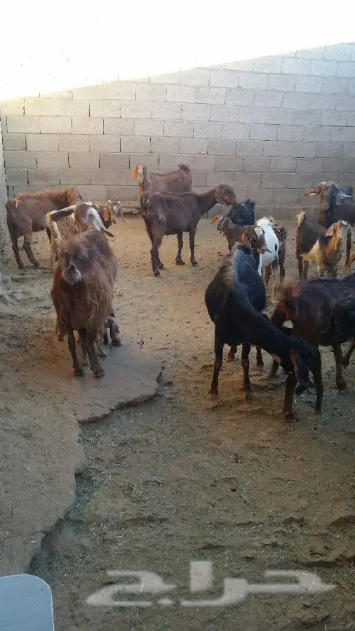 بيع معزى أصيل - فرصة ذهبية!