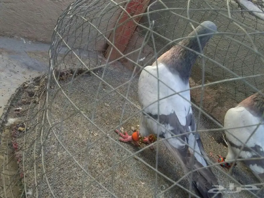 حمام سوري (image 1)