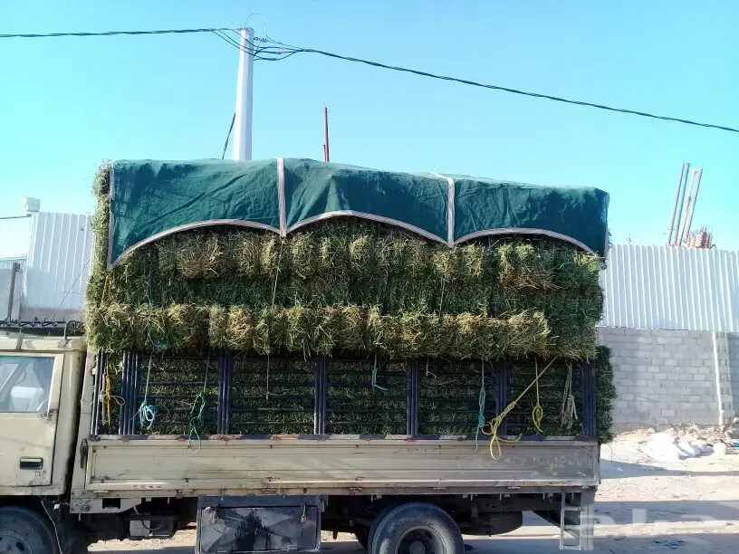 برسيم  البيع  (image 3)