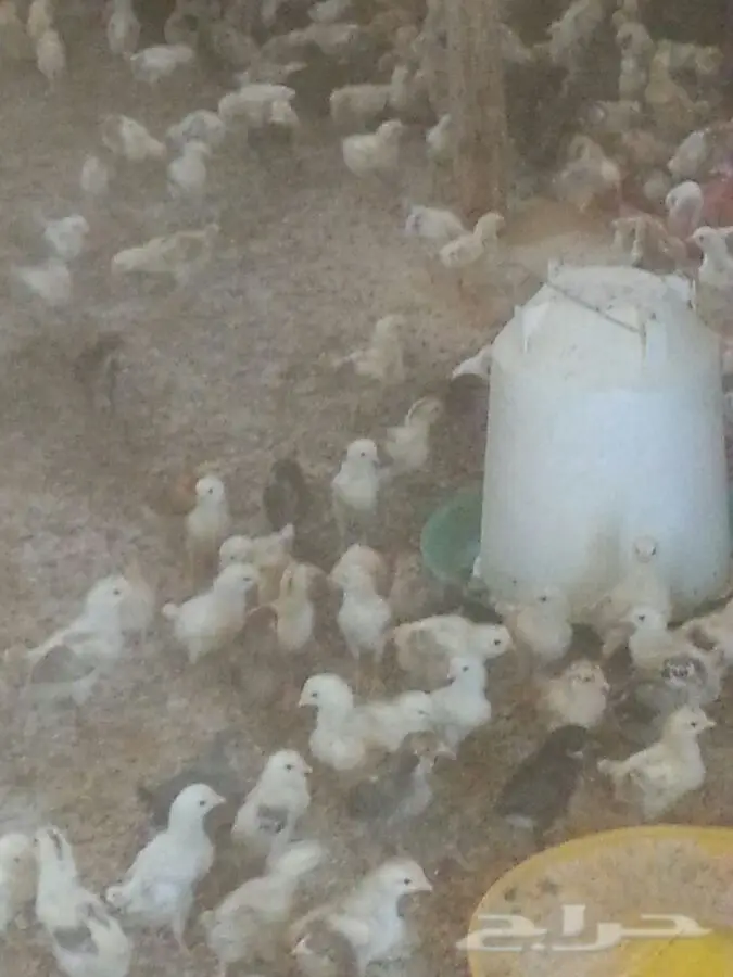 صوص بلدي أصيل - طعم البيت! (image 1)