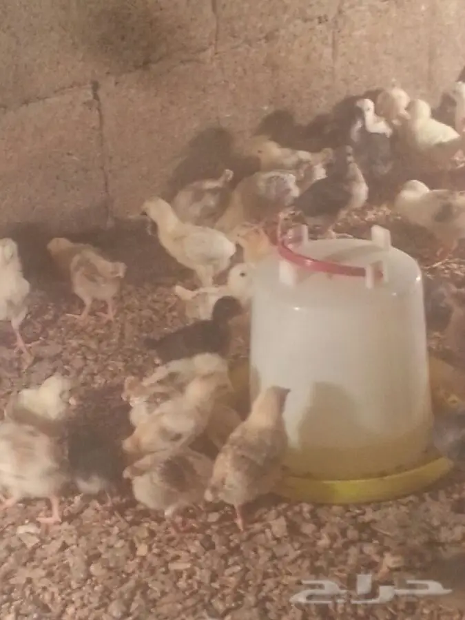 صوص بلدي أصيل - طعم البيت! (image 3)