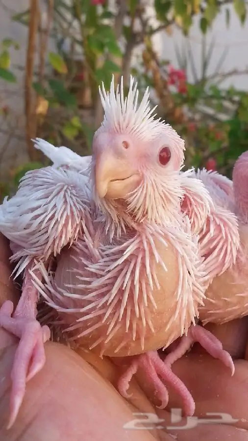 راس تنوره فرخين كروان البينو - فرخ نادر ومميز!