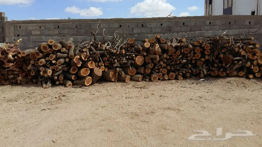 حطب طلح (image 5)