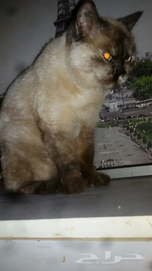 قطة سيامي انثى مميزة - فرصة لا تُفوّت! (image 4)