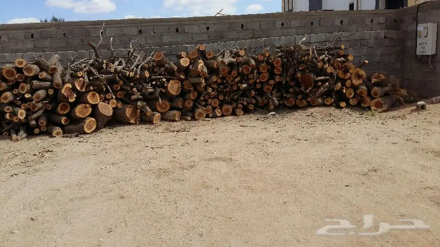 حطب طلح (image 4)