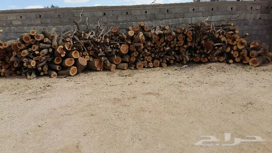 حطب طلح (image 3)