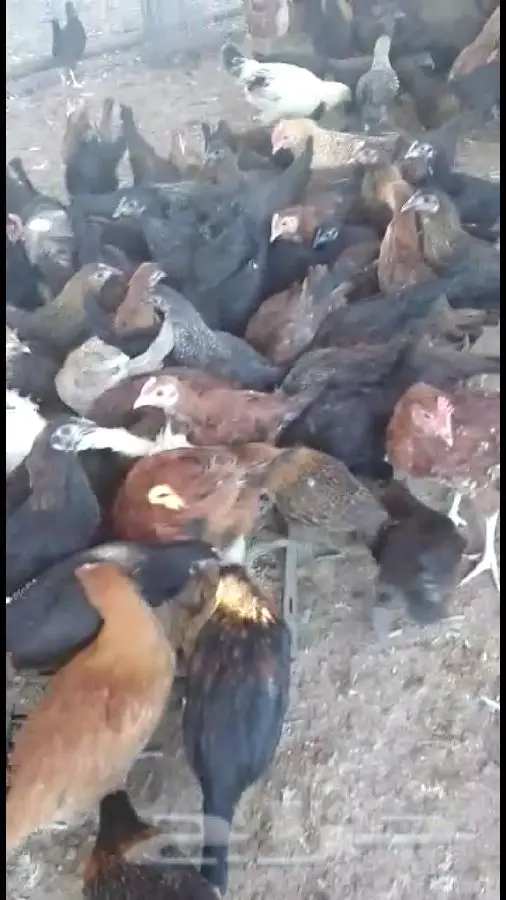 دجاج للبيع (image 1)