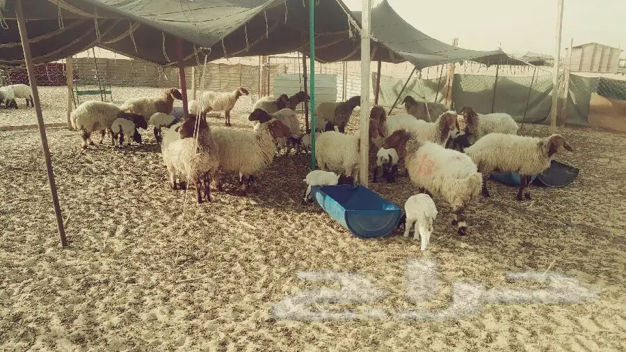 غنم نعيم للبيع - فرصة لا تُفوّت! (image 6)