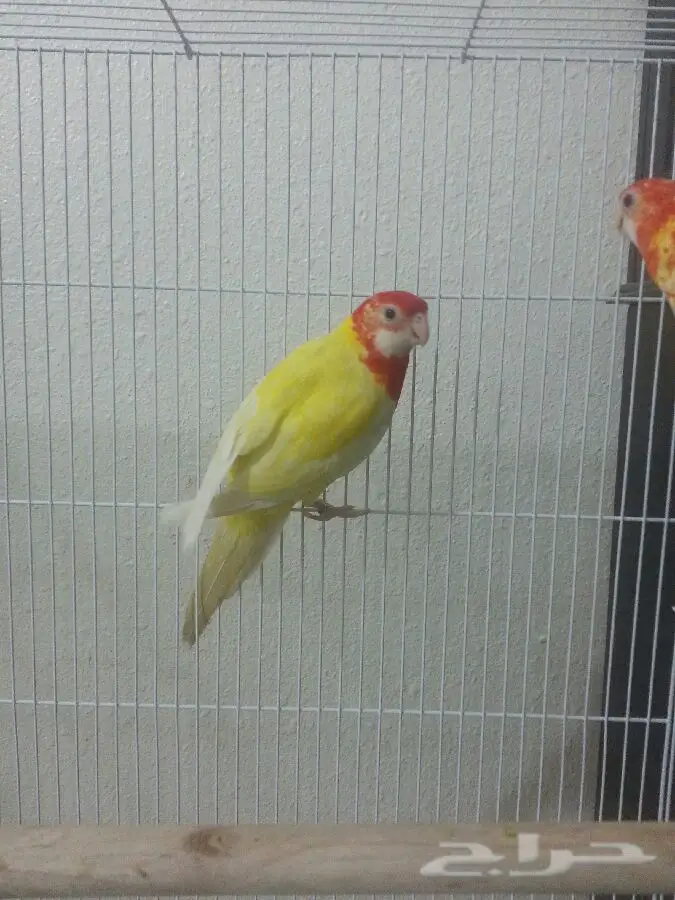 جوز روزيلا فرصة لا تُفوّت! (image 3)