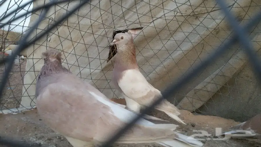 حمام تركي أصيل - فرصة لا تُفوّت! (image 8)