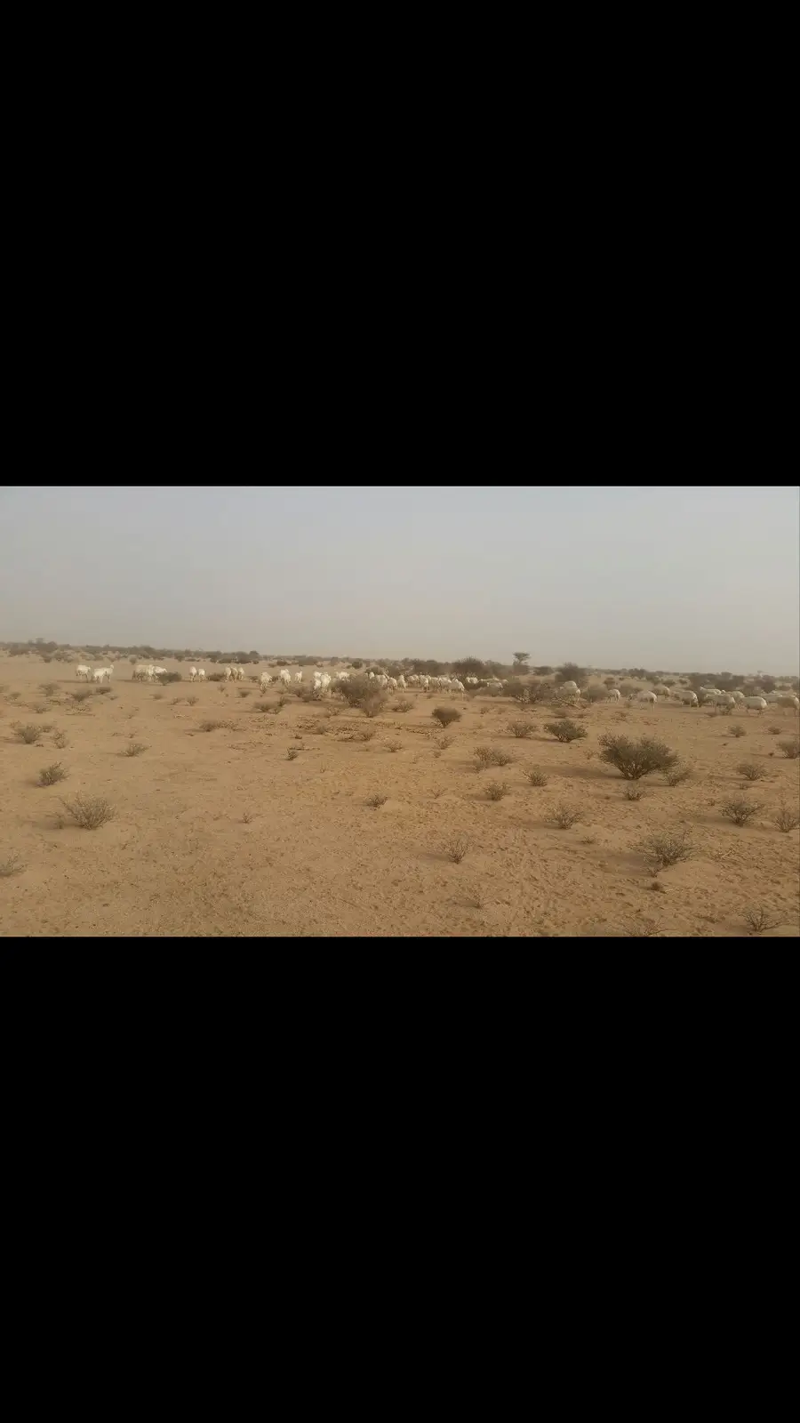 حريات طيبة للبدل بوضح طيبة (image 13)