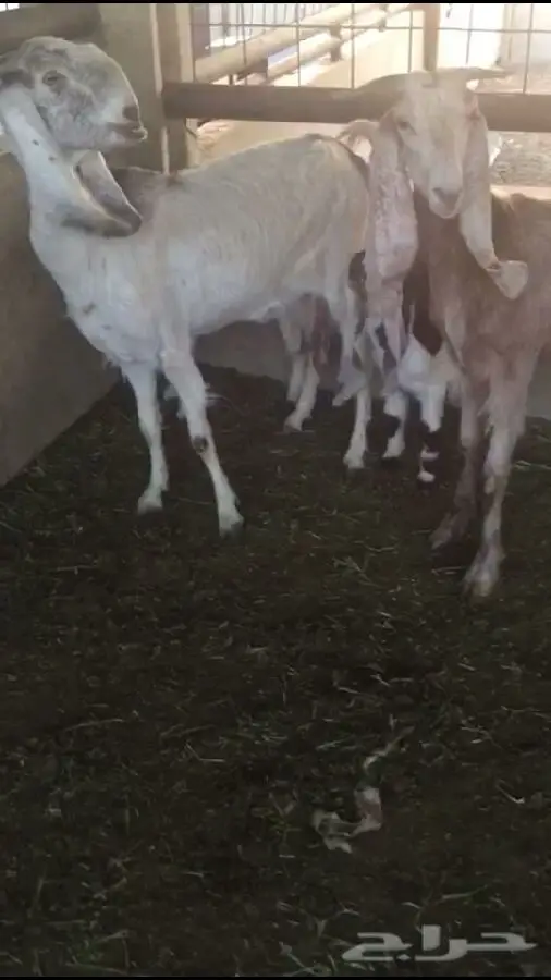 ولد 5معهن 5 (image 2)