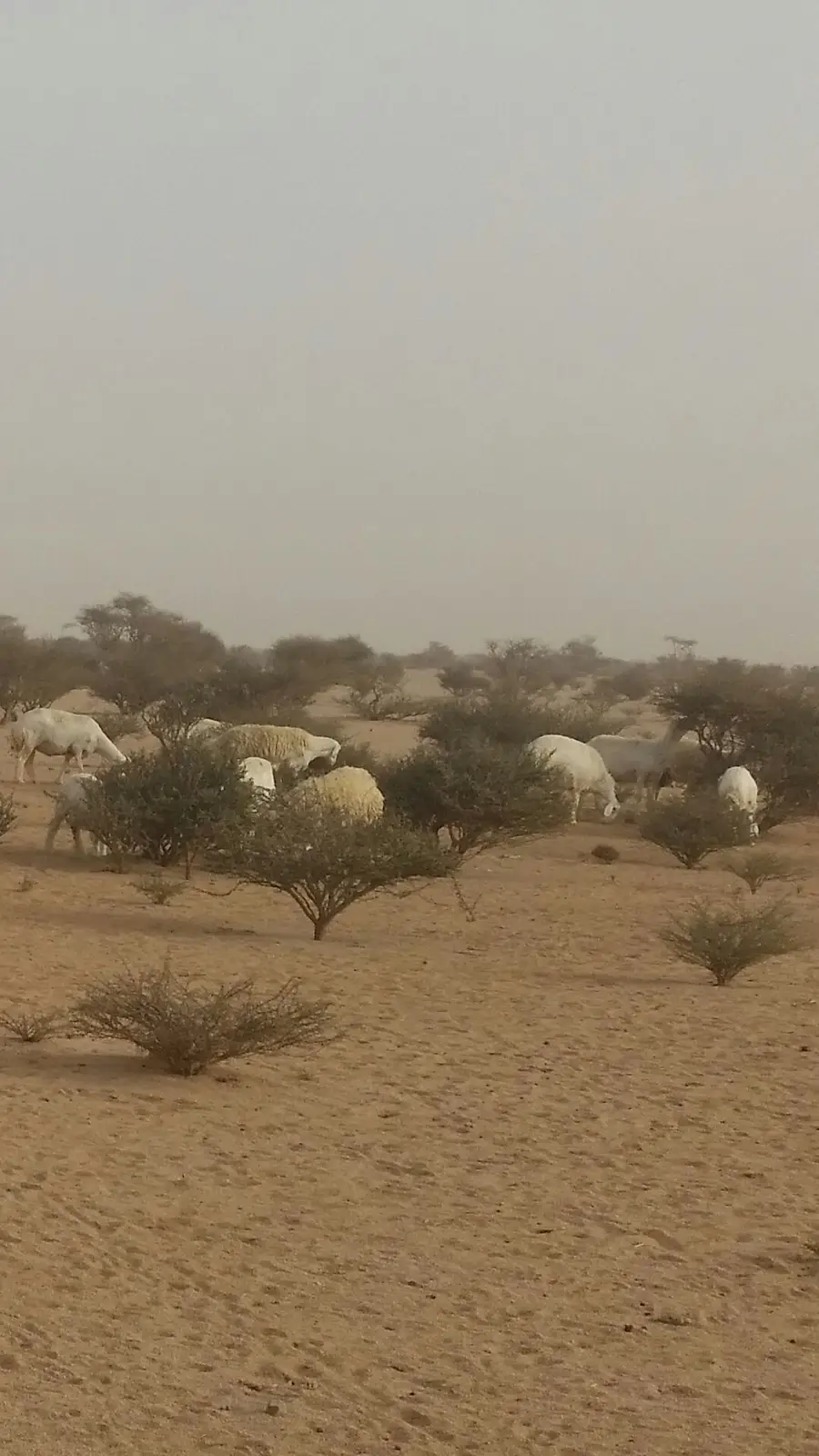 حريات طيبة للبدل بوضح طيبة (image 7)