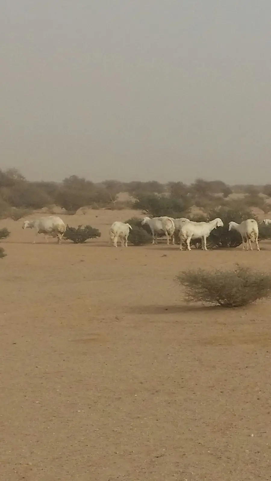 حريات طيبة للبدل بوضح طيبة (image 3)