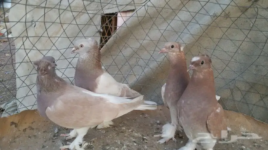 حمام تركي أصيل - فرصة لا تُفوّت! (image 4)