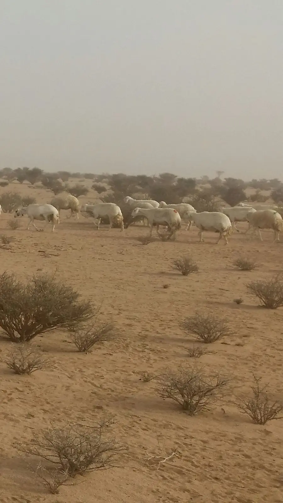 حريات طيبة للبدل بوضح طيبة