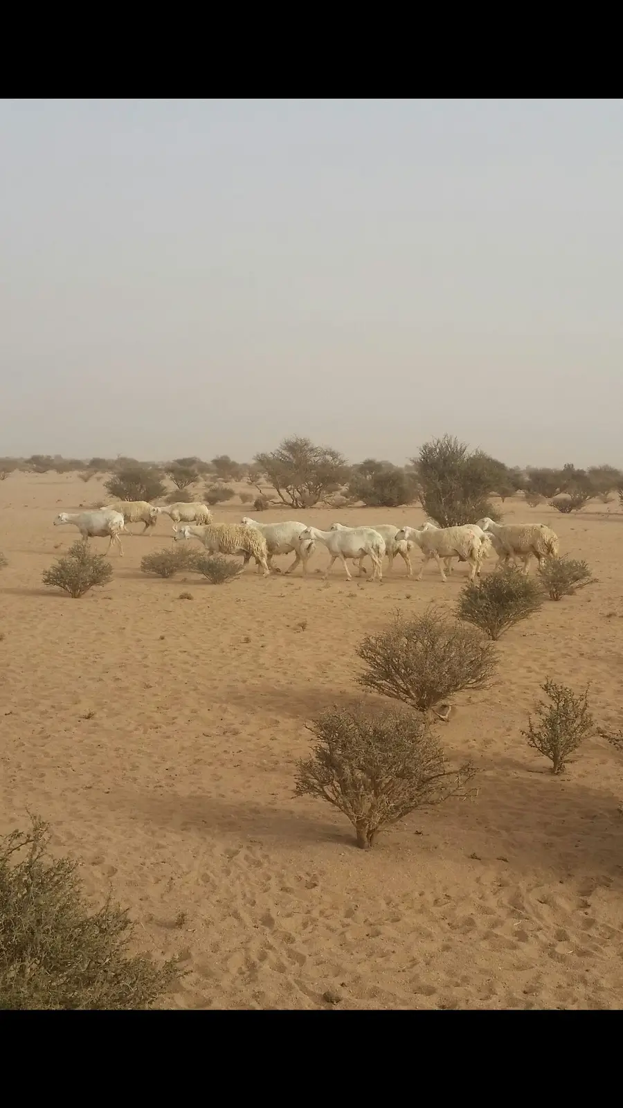 حريات طيبة للبدل بوضح طيبة (image 10)