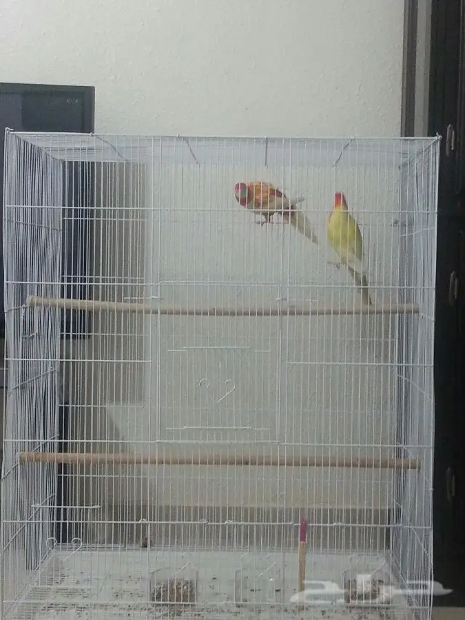 جوز روزيلا فرصة لا تُفوّت! (image 2)