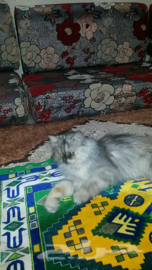 فرصة ذهبية! سيارة ممتازة للبيع (image 3)