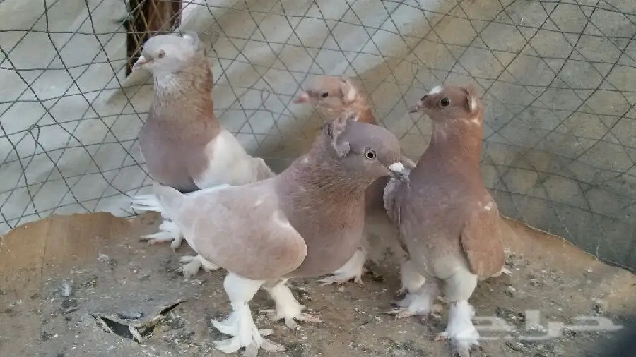 حمام تركي أصيل - فرصة لا تُفوّت! (image 3)