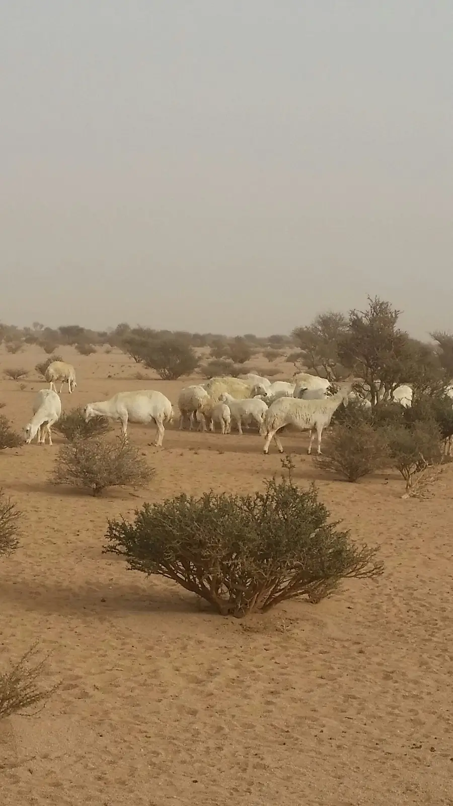 حريات طيبة للبدل بوضح طيبة (image 9)