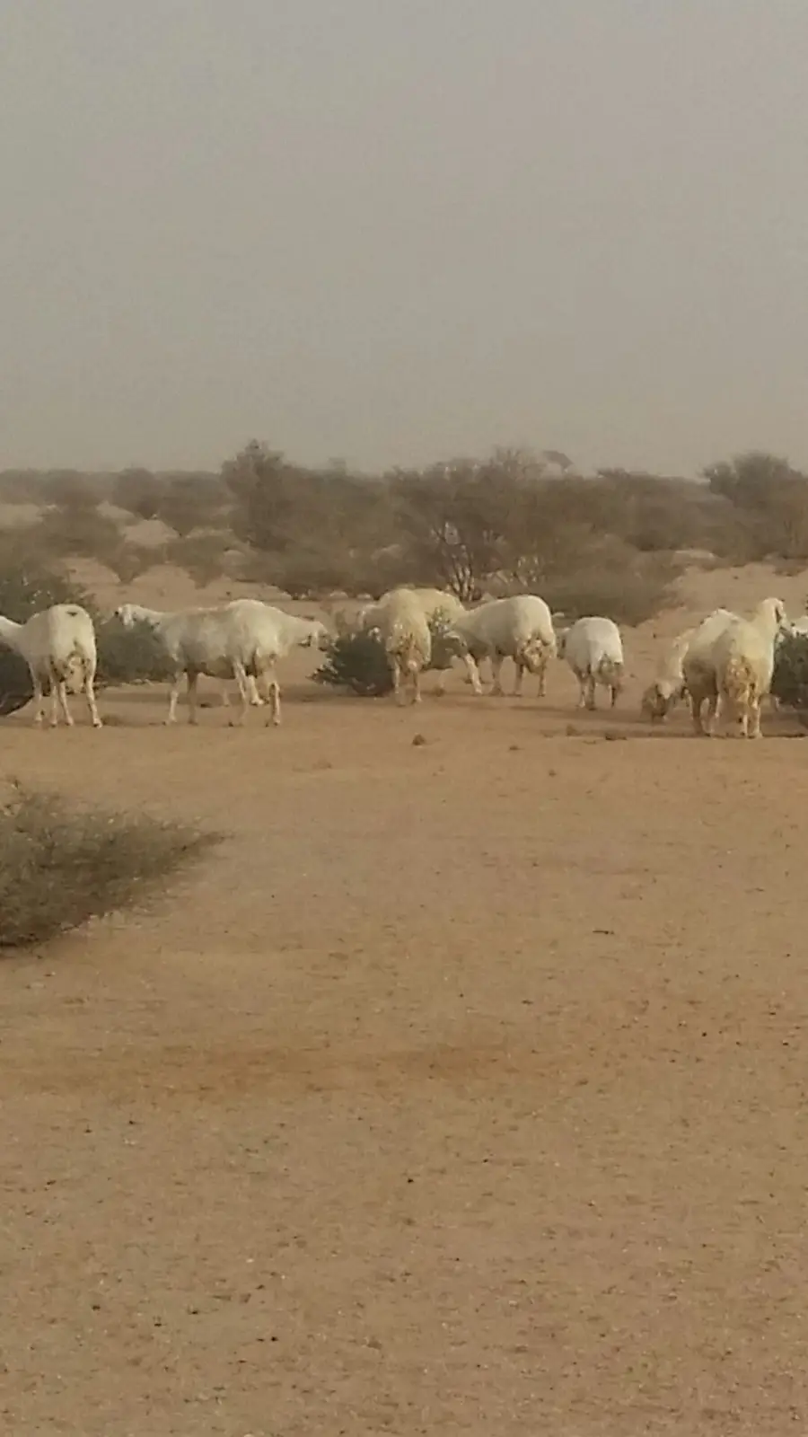 حريات طيبة للبدل بوضح طيبة (image 2)