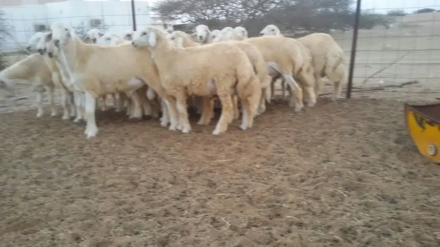 فرصة ذهبية! طليان حرية وجبرة - فرصة لا تعوض!