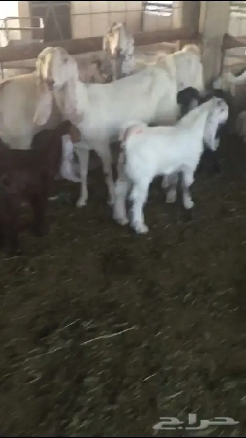 ولد 5معهن 5 (image 1)