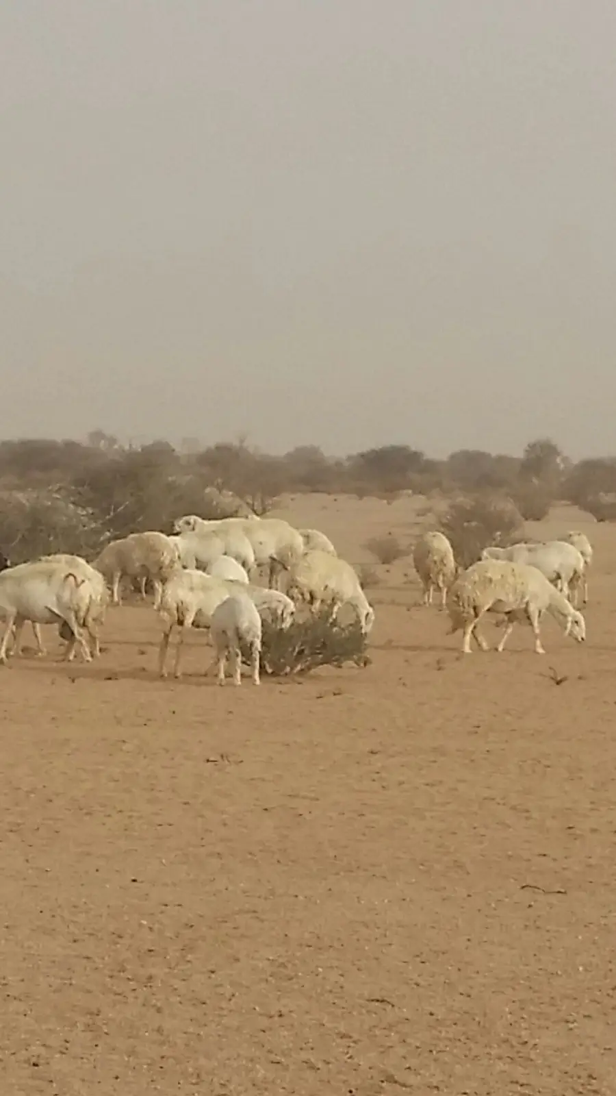 حريات طيبة للبدل بوضح طيبة (image 6)