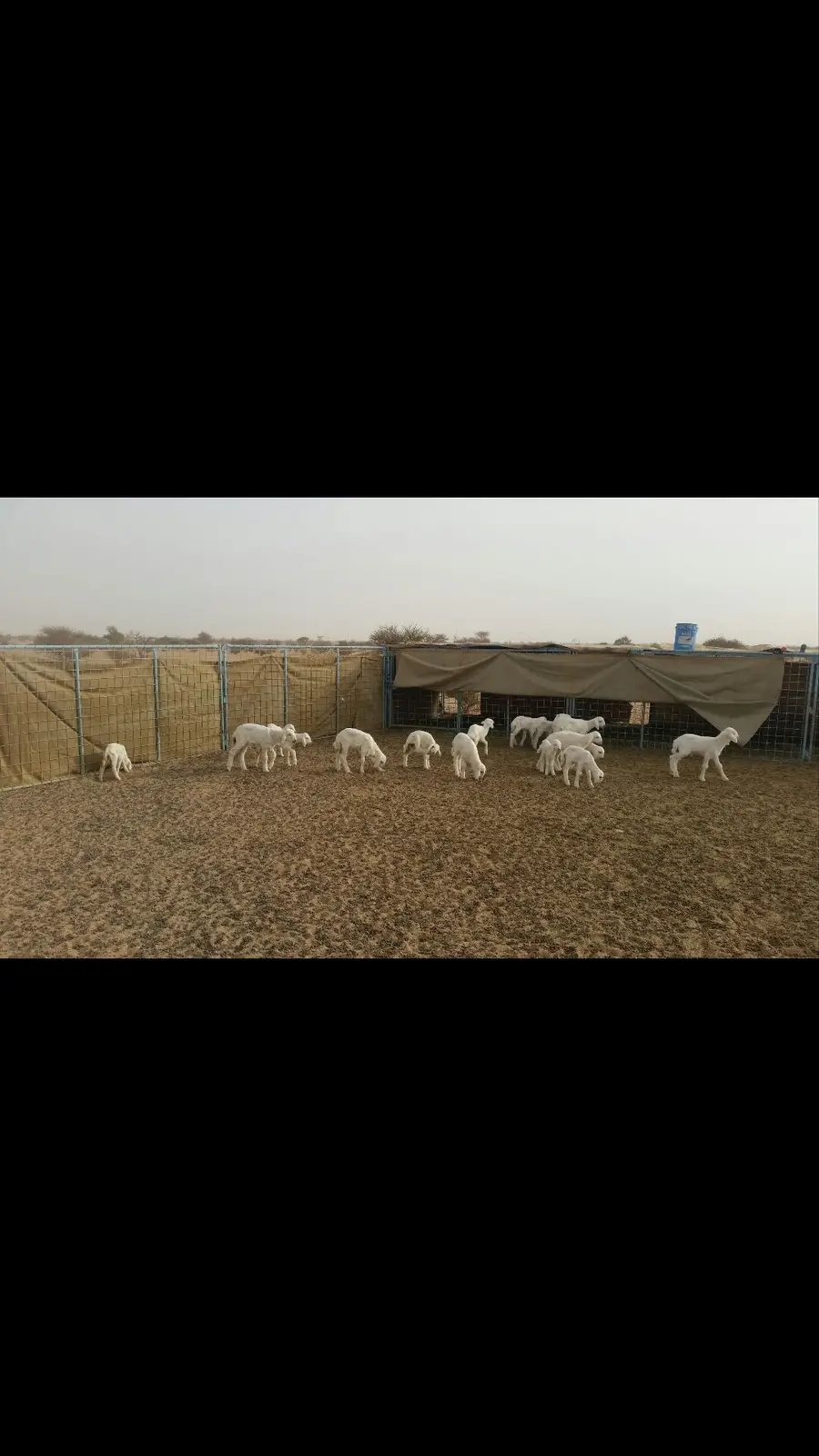 حريات طيبة للبدل بوضح طيبة (image 12)